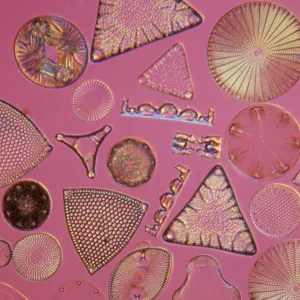 Diatoms