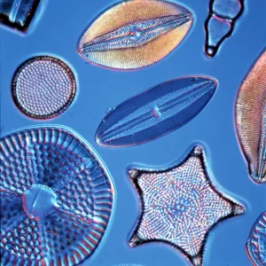 Diatoms