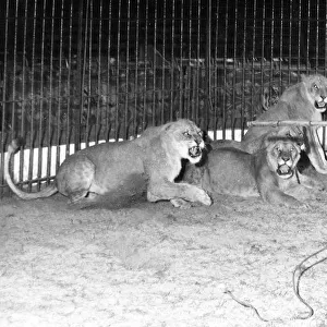Dickie Chipperfield, lion tamer, with four lionesses