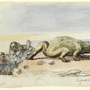 Dicynodon, Labyrinthodon, Rhynchosaurus