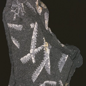 Didymograptus murchisoni, graptolite