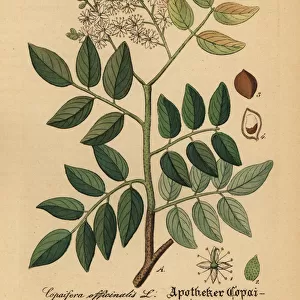 Diesel tree or rashed tree, Copaifera langsdorffii