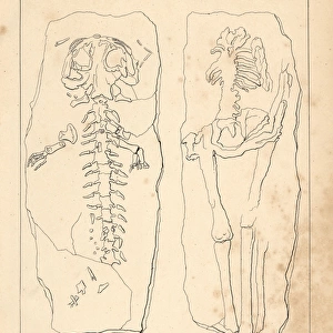 Diluvian human skeleton known as Homo diluvii