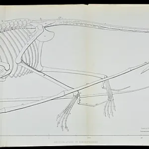 Dimorphodon macronyx Dimorphodon macronyx