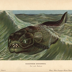 Dinichthys, extinct genus of placoderms, armored