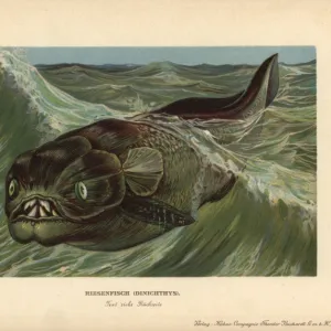 Dinichthys, extinct genus of placoderms, armored