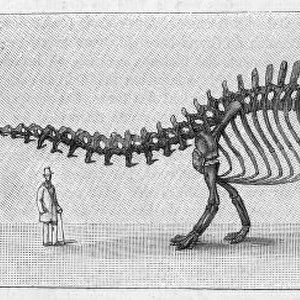 Dinosaur / Apatosaurus