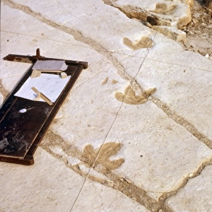 Dinosaur footprints at Swanage