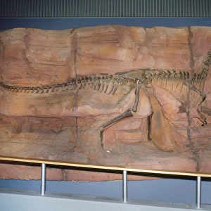 DINOSAUR Skeleton - Monolophosaurus
