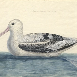 Diomedea exulens, wandering albatross