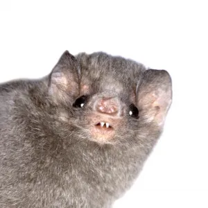 Diphylla ecaudata, hairy-legged vampire bat