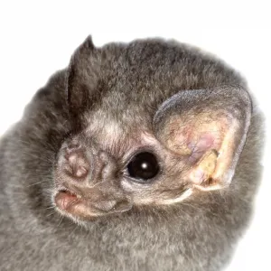 Diphylla ecaudata, hairy-legged vampire bat