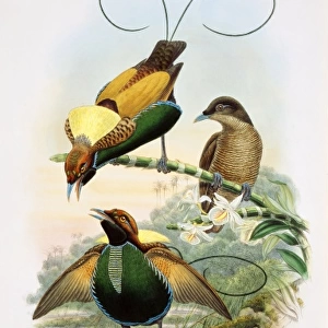 Diphyllodes sp. bird-of-paradise
