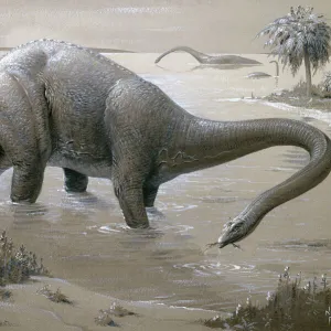 Diplodocus