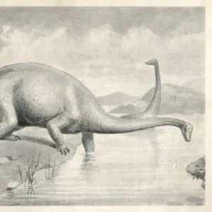 Diplodocus carnegii