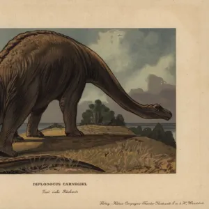 Diplodocus carnegii, extinct genus of diplodocid