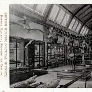 Diplodocus Carnegii - Reptile Gallery, Natural History Museu