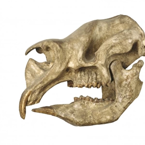Diprotodon skull