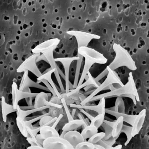 Discosphaera tubifera, coccolithophore