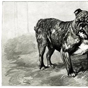 Dockleaf, highest price paid for a bulldog