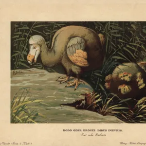 Dodo, Didus ineptus or Raphus cucullatus