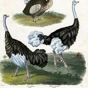 Dodo and Osterichs