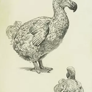 Dodo - profile and rear studies