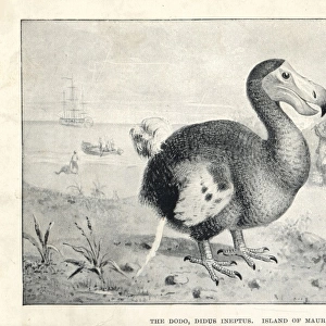 Dodo, Raphus cucullatus
