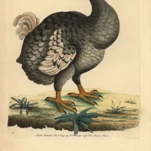 Dodo, Raphus cucullatus, Didus ineptus, extinct