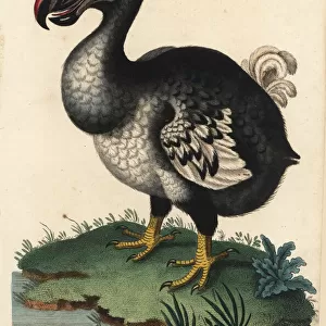 Dodo, Raphus cucullatus, extinct flightless bird