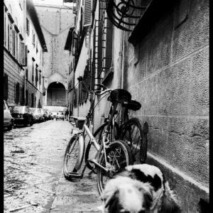 Dog bike alley, Florence, Italy