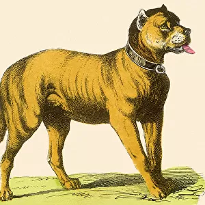Dog in Collar Date: 1880