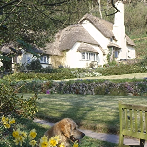Dog and cottage at Selworthy Green, Somerset