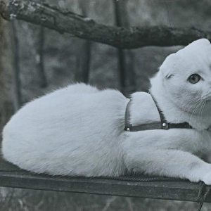 Dog-eared short-tailed white cat