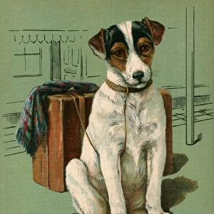 Dog with Luggage