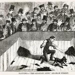 Dog ratting 1850s