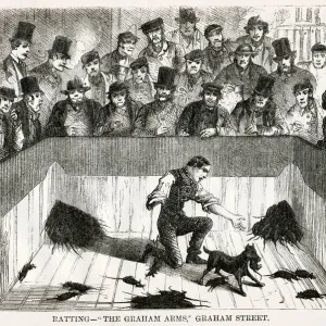 Dog ratting 1850s