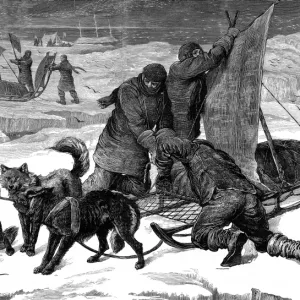 Dog Sledges ready for use in the Arctic, 1875