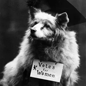 Dog Suffragette