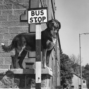 Dog waiting patiently at a bus stop