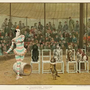 Dogs and Circus Clown