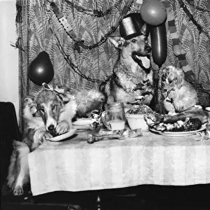 Six dogs enjoying a tea party