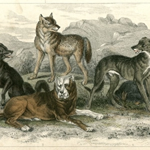 Dogs and Wolves
