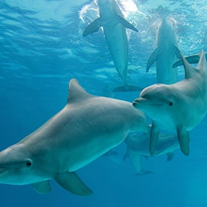 Dolphins - group underwater