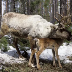 Domestic female Reindeer with calf