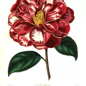 Donckelaers Japan camellia, Camellia japonica