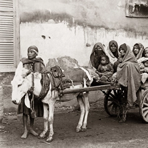 Donkey and cart with passengers, Cairo, Egypt, circa 1890