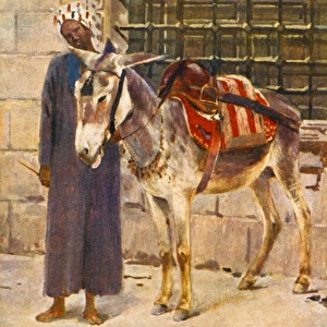Donkey and his owner - Cairo, Egypt