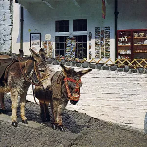 Donkeys at Clovelly, Devon