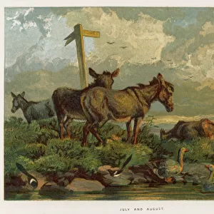 Donkeys / Meadow 1862